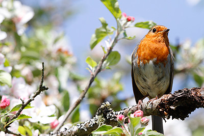 robin